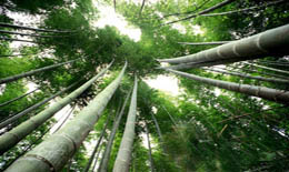 2009����ʲô׌���Ļش�